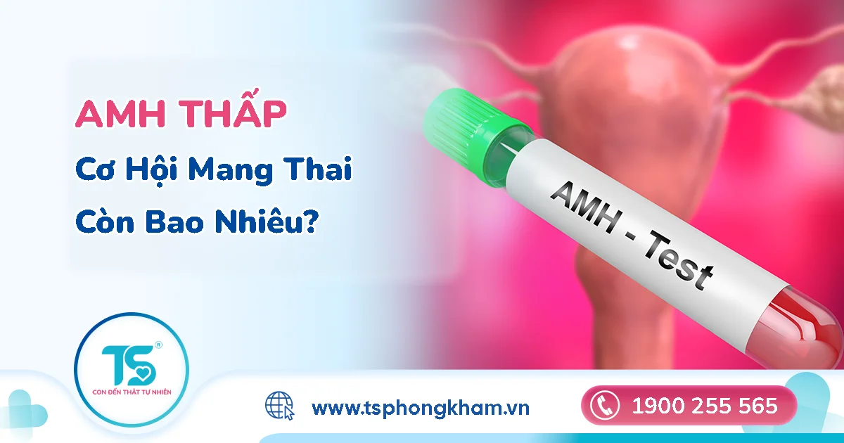 AMH thấp ảnh hưởng thế nào đến sức khoẻ sinh sản