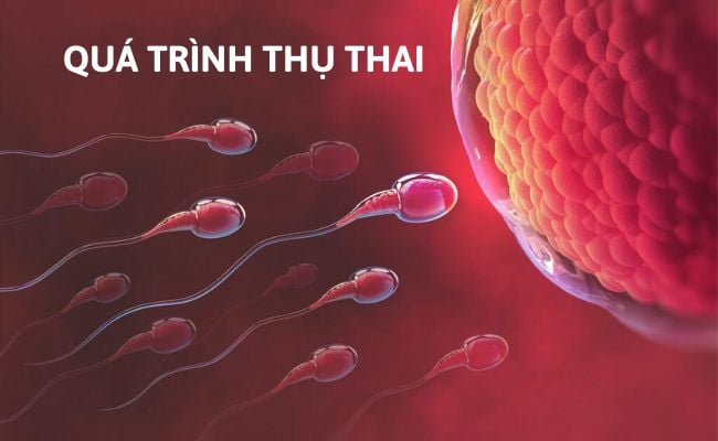 Thụ thai tự nhiên là gì? Toàn bộ hành trình từ trứng gặp tinh trùng